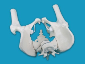 Vīrie&scaron;u iegurnis ar krusta kaulu, 2 jostas skriemeļiem un aug&scaron;stilbiem - mākslīgs modelis