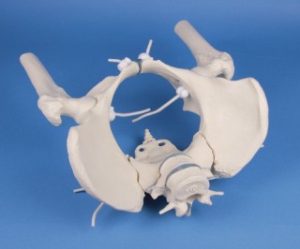 Sievie&scaron;u iegurnis ar krusta kaulu, 2 jostas skriemeļiem un aug&scaron;stilbiem, kustīgs - mākslīgs modelis