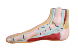 Normālas pēdas &scaron;ķērsgriezums - mākslīgs modelis