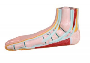 Plakanās pēdas &scaron;ķērsgriezums - māklsīgs modelis