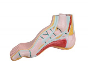 Dobās pēdas &scaron;ķērsgriezums - mākslīgs modelis