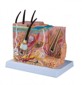 Ādas uzbūves modelis