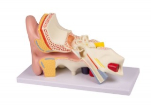 Auss modelis, 4 daļas