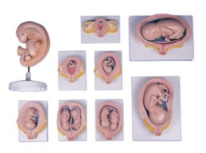 Grūtniecības modeļu komplekts, 9 modeļi