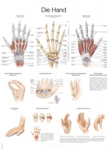 Uzskates materiāls - Plauksta