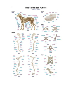 Uzskates materiāls ''Suņa skelets''
