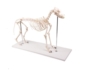 Suņa skelets - mākslīgs modelis